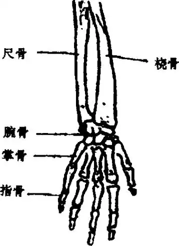 图2-10图2-10骨小头半脱位尺骨鹰嘴后脱位甚至鹰嘴骨折或肱骨踝骨折3