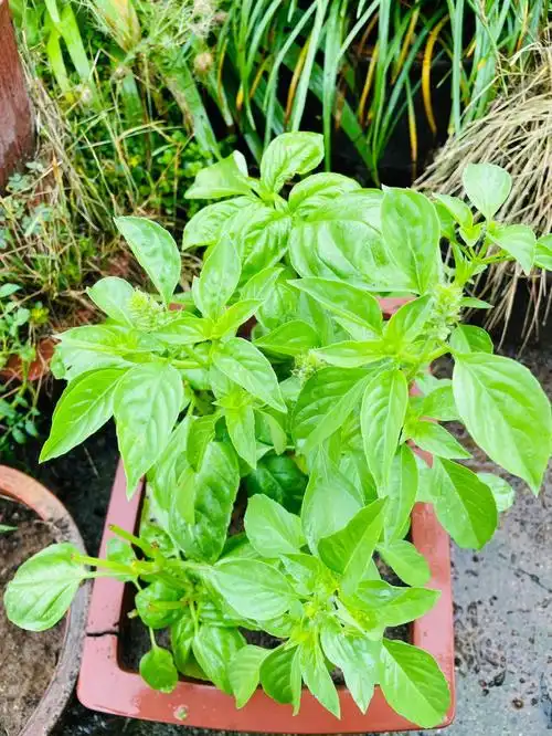 是唇形科罗勒属一年生草本植物,茎叶花一般有毛;茎钝四棱形,直立多