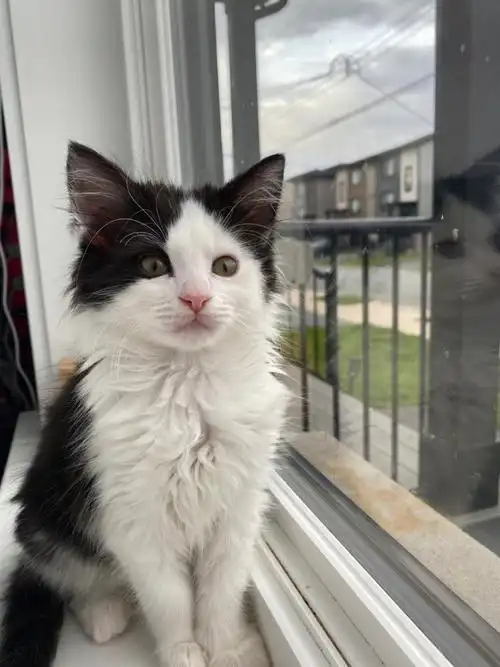 我们家可爱的狸花猫我知道是中华田园猫那这只黑白,猫毛毛稍微长点的