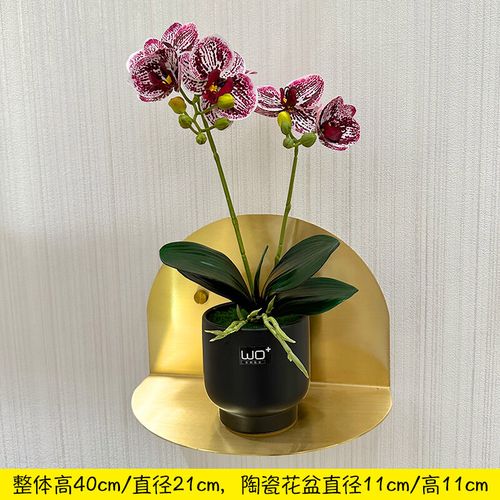 盆栽摆件室内家居桌面茶几摆放简约装饰花 黑色圆瓷盆 紫色斑点蝴蝶兰