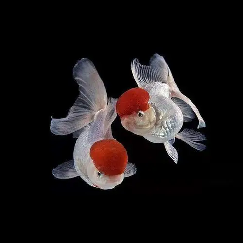 5cm 02 高:7cm鸿运当头或称鹤顶红是一种明种金鱼的名称,这只小猫就