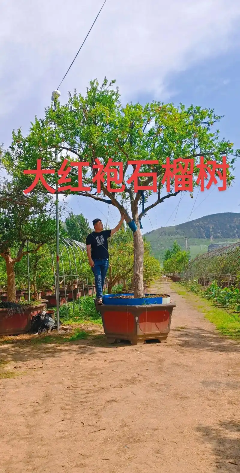 大红袍石榴树.大型景观石榴树,高大尚树型,大红袍品种,树型好 - 抖音