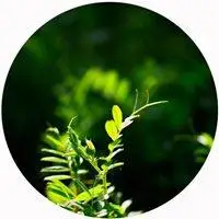 一棵小草头像图片 一颗绿色小草头像图_微信头像图片大全