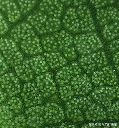 最大放大400倍!手机秒变显微镜,家长用它可以提高孩子的求知欲