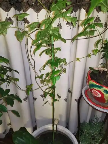 山药,还是铁棍山药.掐一节种上,总有惊喜.