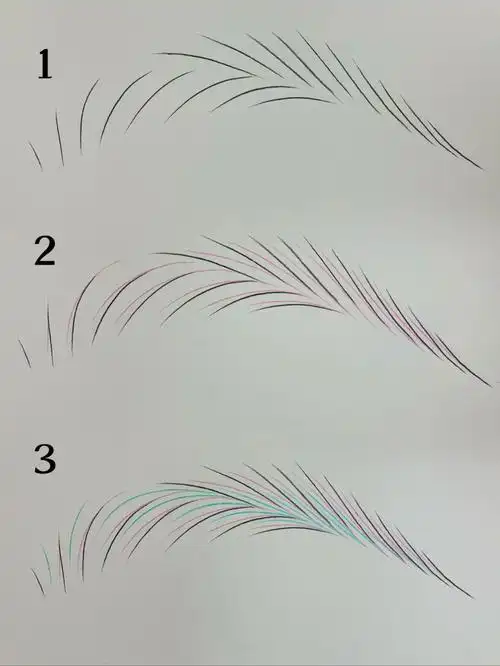 野生眉线条分解图