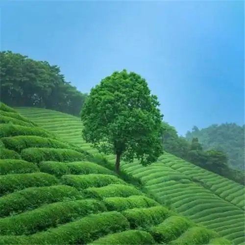 唯美小清新风景头像