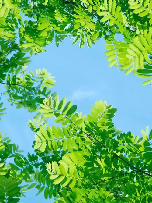 嫩绿的芽儿属于春天的浪漫