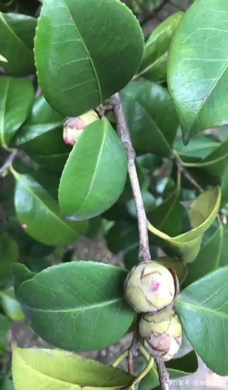 茶花叶子干枯原因多,多做这两件事,有效预防干叶