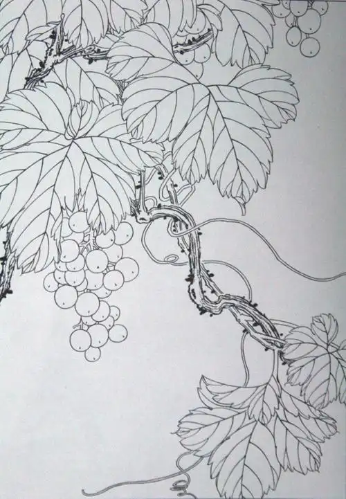工笔线描稿之葡萄