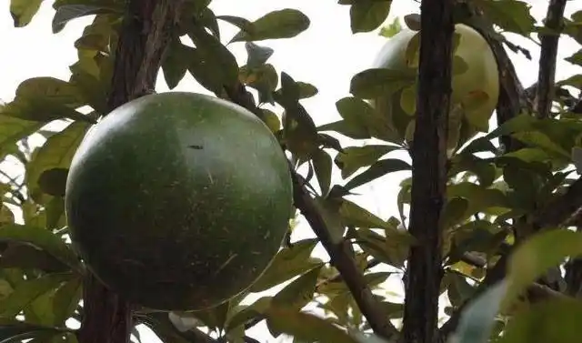男子看见树上长满了"西瓜",好奇凑近查看后,顿时不淡定了