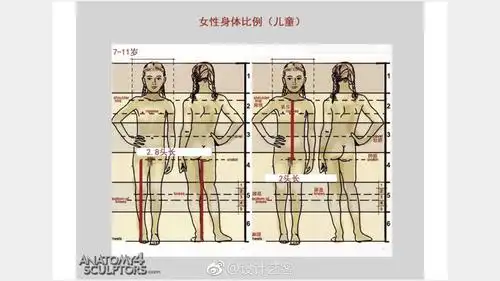 人体尺度比例参考美术生必修