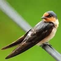 米乐体育平台官网_燕子头像寓意 吉祥燕子头像图片_微信头像图片大全