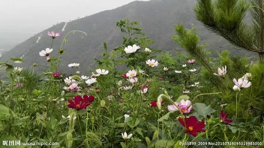 山上野花背景图片