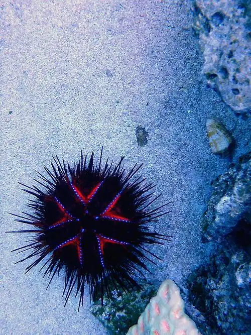 seaurchin 2 by cagdasdevrimson