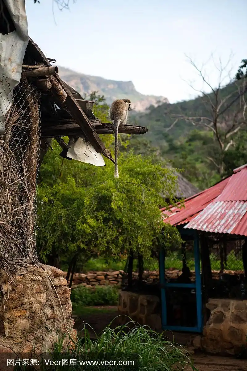 一只猴子坐在房子的边上