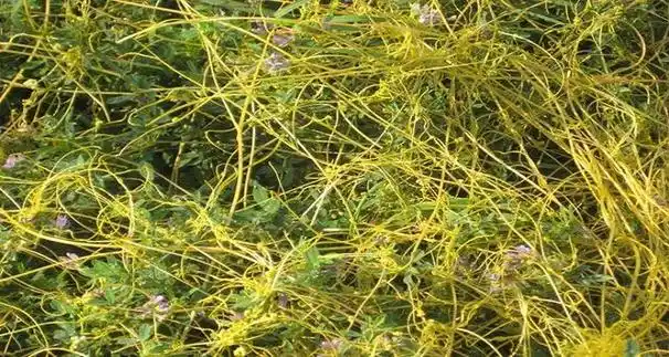 无根草怎么除掉