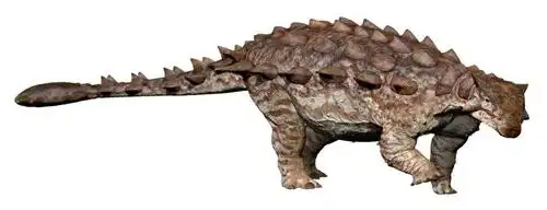 拥有强壮武器的恐龙甲龙生活在哪个时期甲龙尾巴的作用