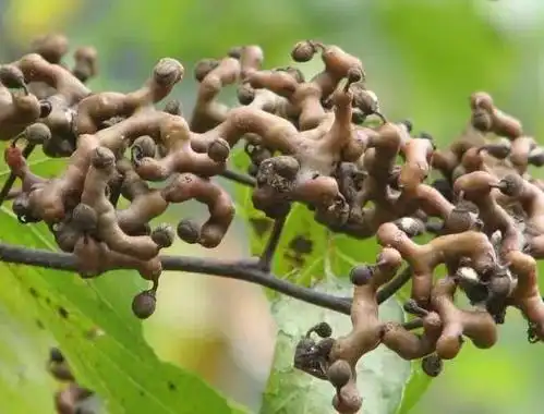 小时候吃的野果子,吃过5种以上的都是农村娃,满满的回忆