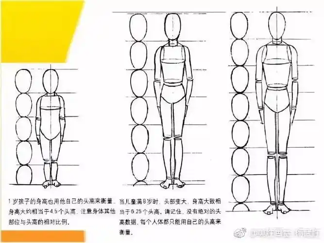 头条专栏比例分析图 不同年龄的人体比例 人体比例与年龄有着密切的