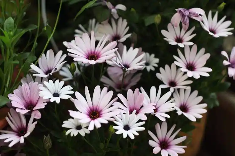 p data-id="go09tgr0e0">蓝目菊别名非洲雏菊,大花蓝目菊.