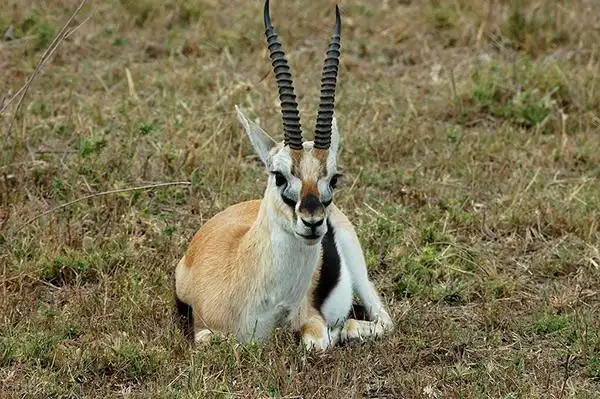 杀一只黄羊判刑几年,黄羊是什么动物