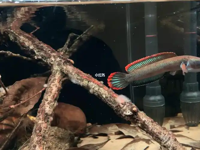 喂食少,一天不见又满缸是#血斑一型  #雷龙缸  #水杨梅鱼缸造景