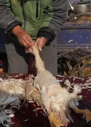 鸭子拔毛图片搞笑 - 蜡笔小新卡通头像!