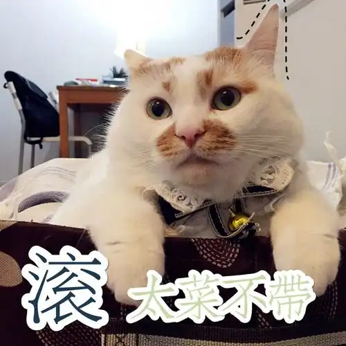 楼楼猫可爱萌宠表情包头像沙雕搞笑