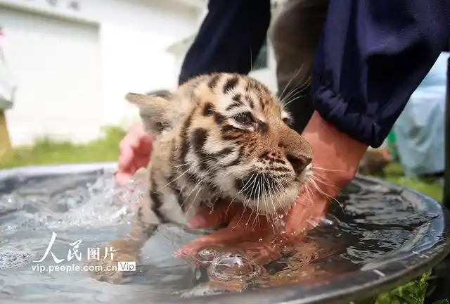 高温来袭 小老虎洗澡消暑