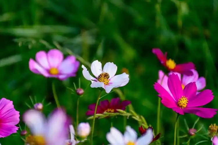 【图片2】野外拍的花--蜂鸟论坛照片套图