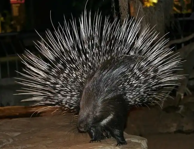 冠豪猪目前已列入《世界自然保护联盟》 2008年濒危物