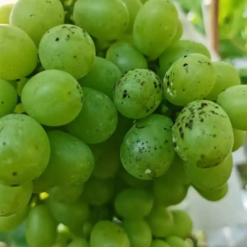 康氏粉蚧危害阳光玫瑰排泄物,在高温湿的环境下,发生霉变! 近 - 抖音