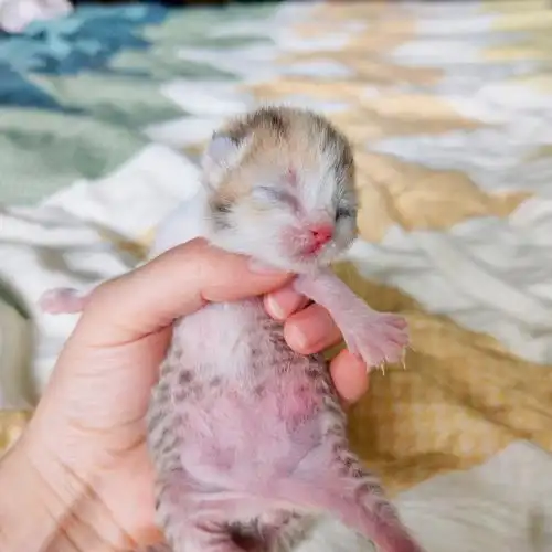 出生五天的小猫求名字