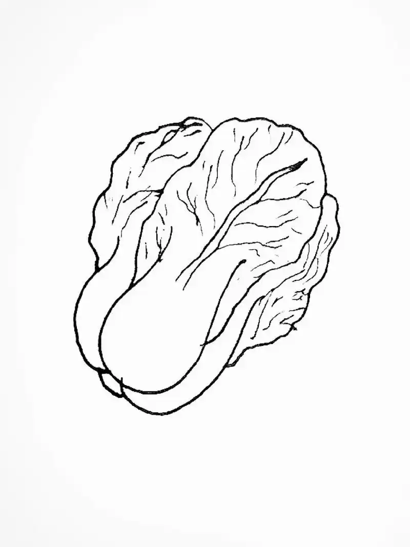 一起学画大白菜02