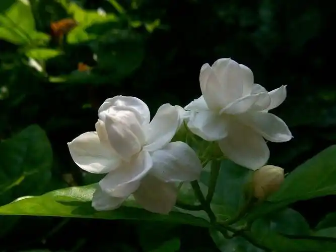 七绝二首.咏茉莉花 - 简书