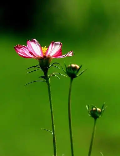 夏天花草的记忆