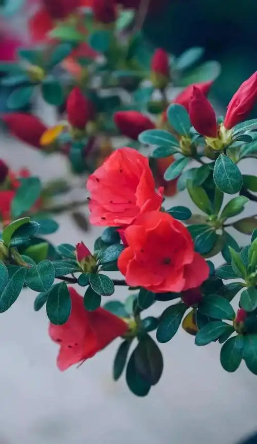 大富贵和菲碧朱砂杜鹃花,杜鹃"大朱砂",颜色鲜艳,蠢蠢欲动的春天来了