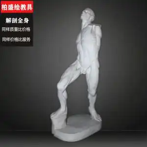 全身肌肉运动解剖石膏像画室美术教具石膏头像素描石膏装饰模型像