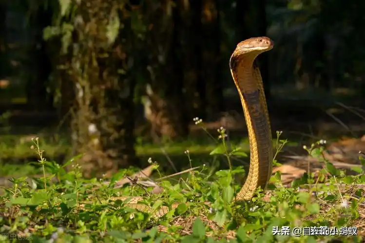 "山万蛇"是什么蛇?
