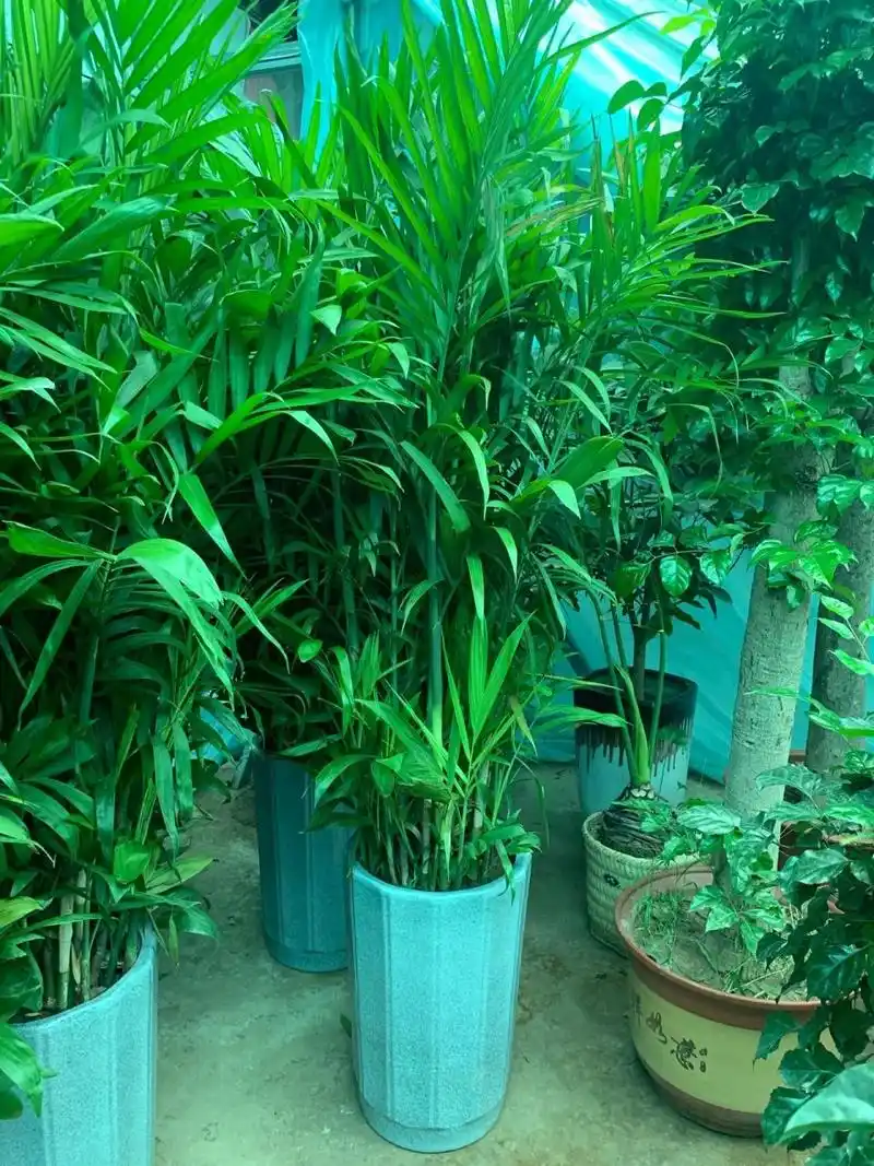 夏威夷竹/长寿竹 常说:"宁可食无肉,不可居无竹.