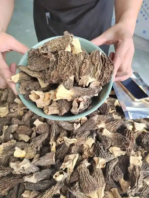 8715懂货的人都知道99羊肚菌市场价非常之高7515仅需39