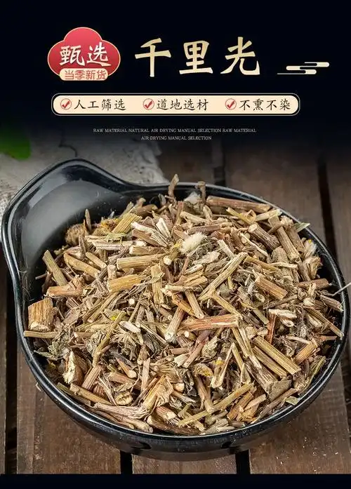北京同仁堂原料 千里光中草药千里光中药特级野生千里光草新货千里光