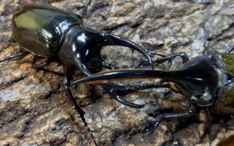 148长戟大兜vs102南洋大兜(dhel/ccj)