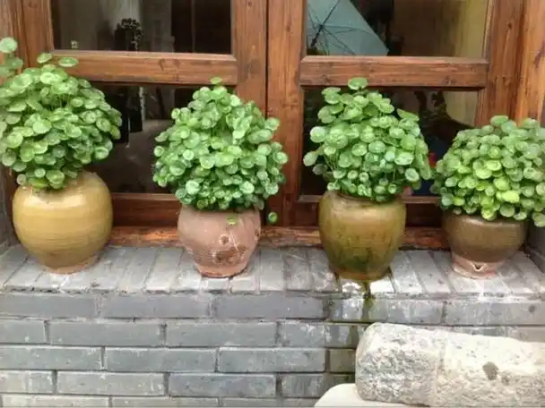 大水缸养花,30年不用换盆,放门口能当传家宝!