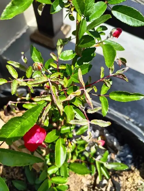 木香叶子怎么这样了