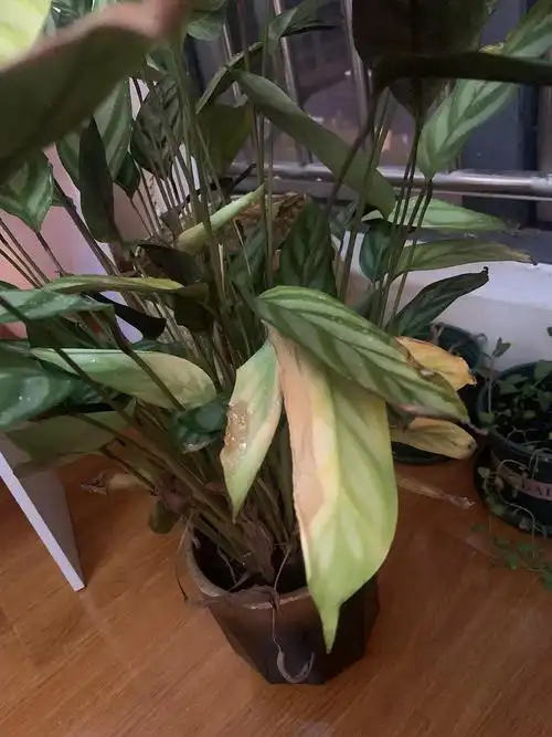 麻烦大家看看我的飞羽竹芋怎么了