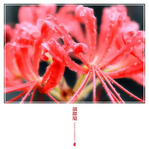 写美篇 彼岸花开开彼岸,忘川水流流忘川,断肠草愁愁断肠,三生石前定