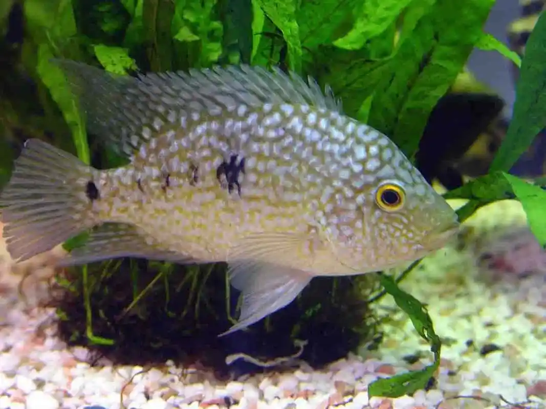 德州豹鱼图片观赏鱼德州豹鱼图片