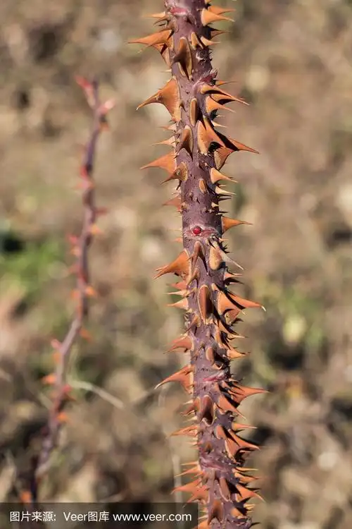 一种植物的带刺的茎